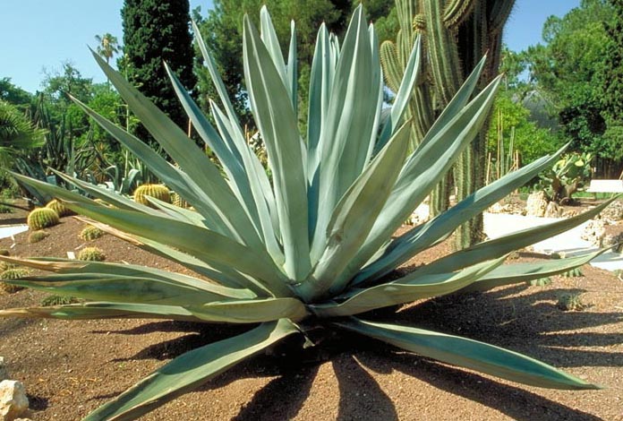 agave 02