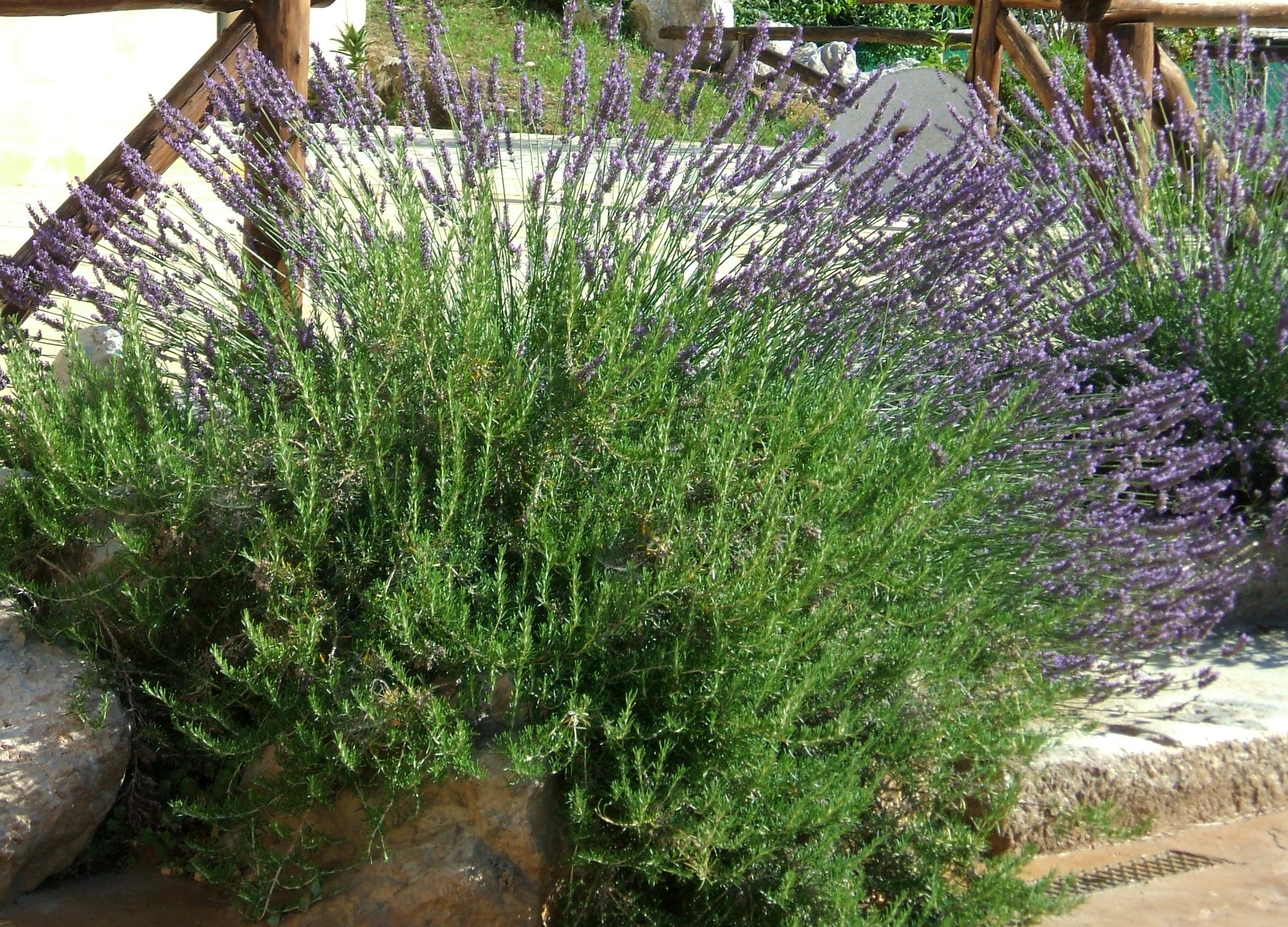 lavanda e rosmarino 01